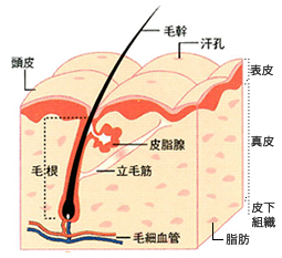 頭皮 イラスト 347