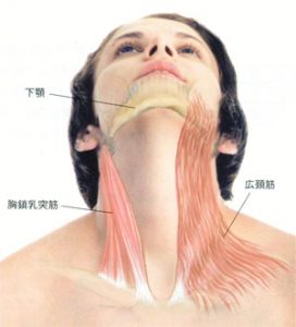 広頸筋や胸鎖乳突筋